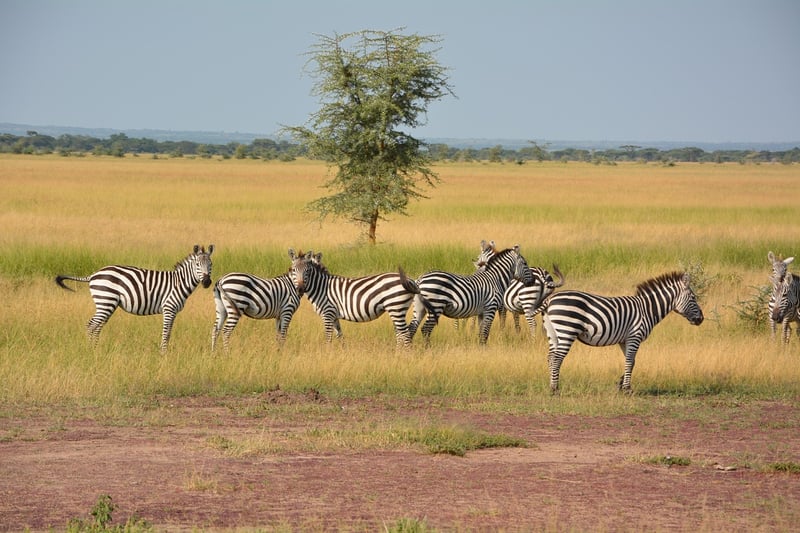 Serengeti National Park, Tanzania